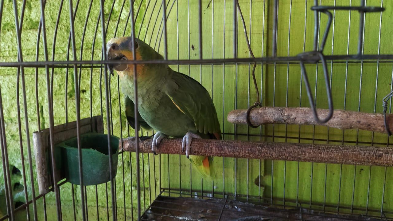 Guarapuava figura no mapa do tráfico de animais silvestres
